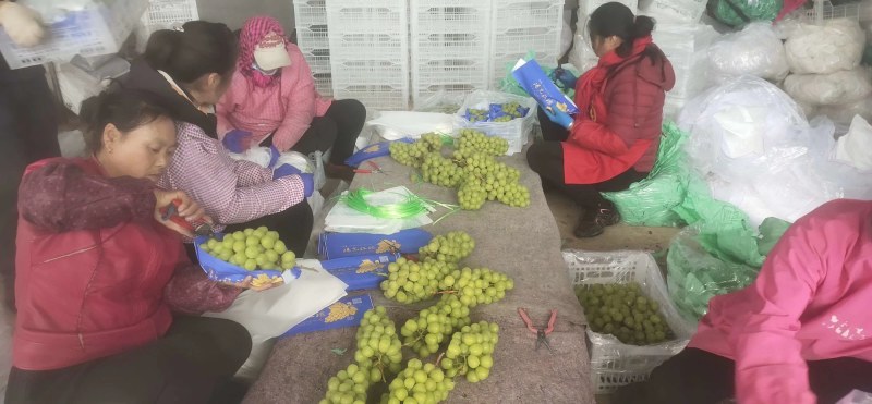 阳光玫瑰纯绿色无公害种植