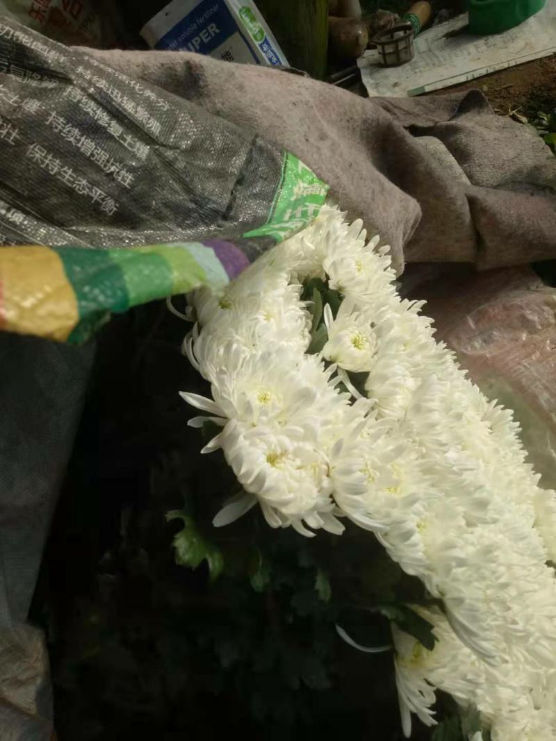 鲜切花基地直销祭奠清明祭拜白黄菊基地直销白菊