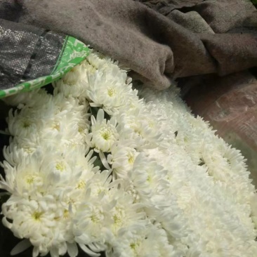 鲜切花基地直销祭奠清明祭拜白黄菊基地直销白菊