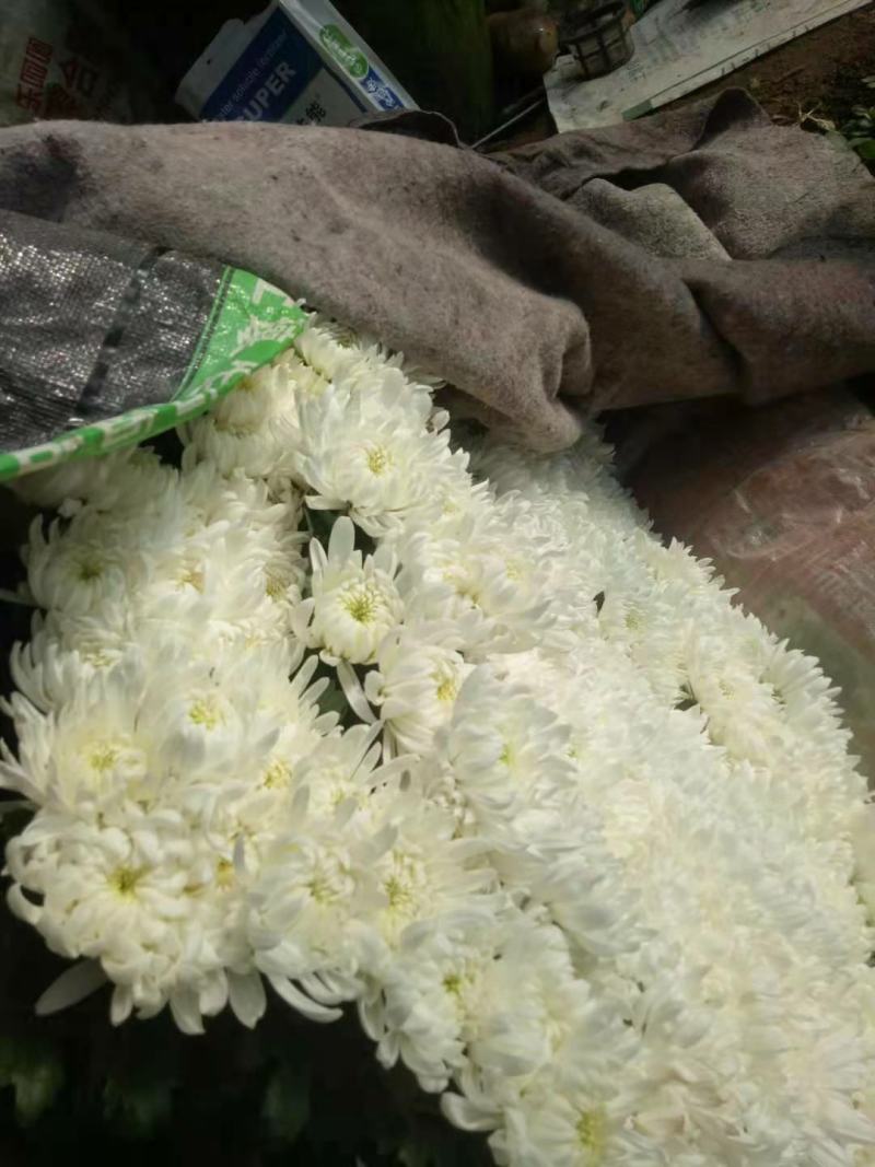 鲜切花基地直销祭奠清明祭拜白黄菊基地直销白菊