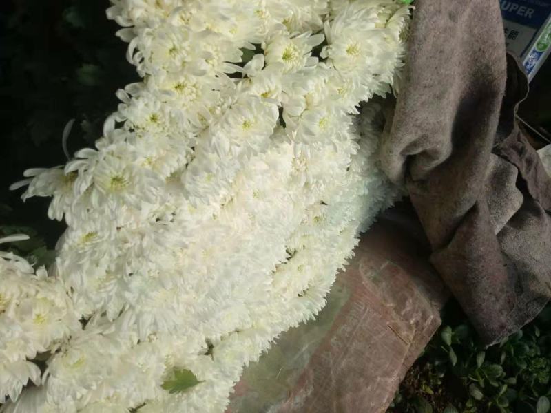 鲜切花基地直销祭奠清明祭拜白黄菊基地直销白菊