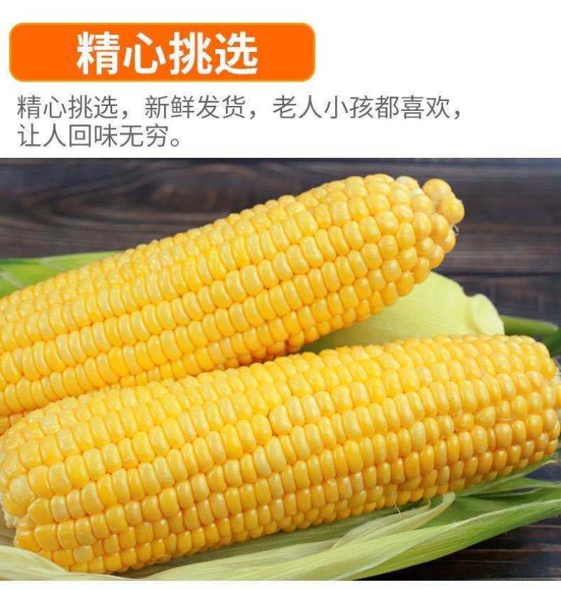 水果玉米新鲜整箱现摘甜玉米棒生吃甜脆爆浆包邮。