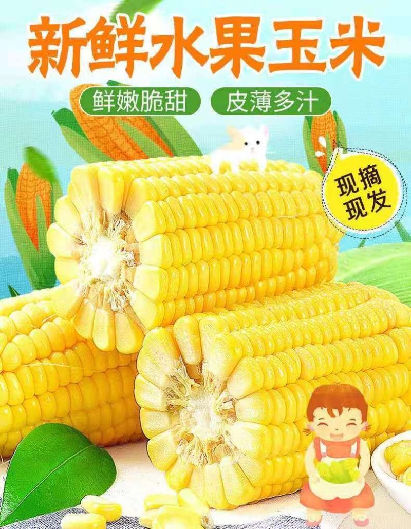 水果玉米新鲜整箱现摘甜玉米棒生吃甜脆爆浆包邮。