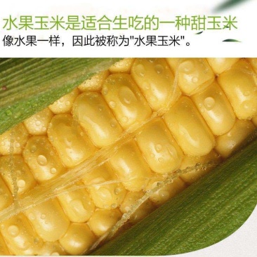 水果玉米新鲜整箱现摘甜玉米棒生吃甜脆爆浆包邮。