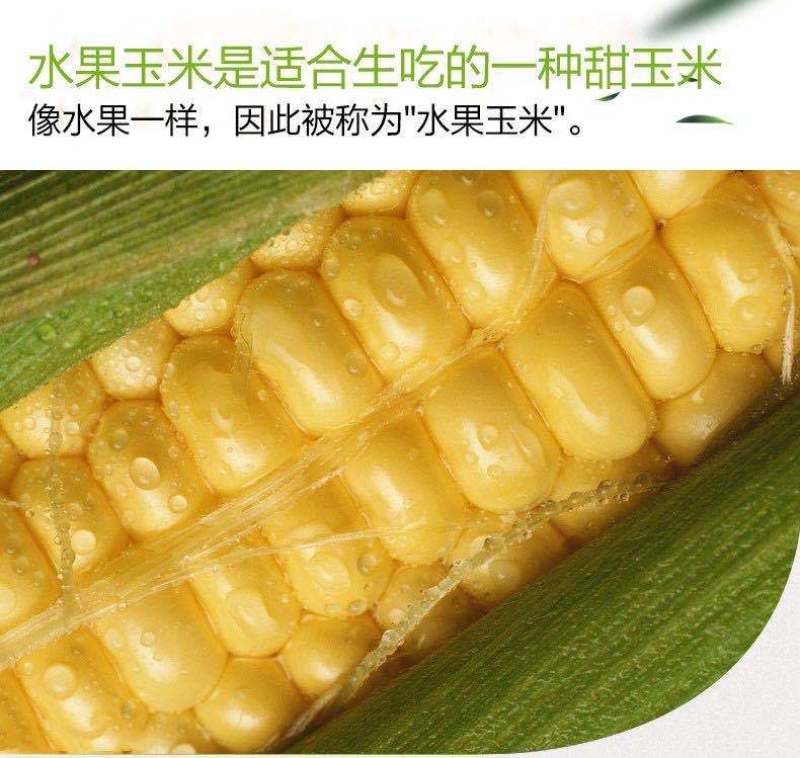 水果玉米新鲜整箱现摘甜玉米棒生吃甜脆爆浆包邮。