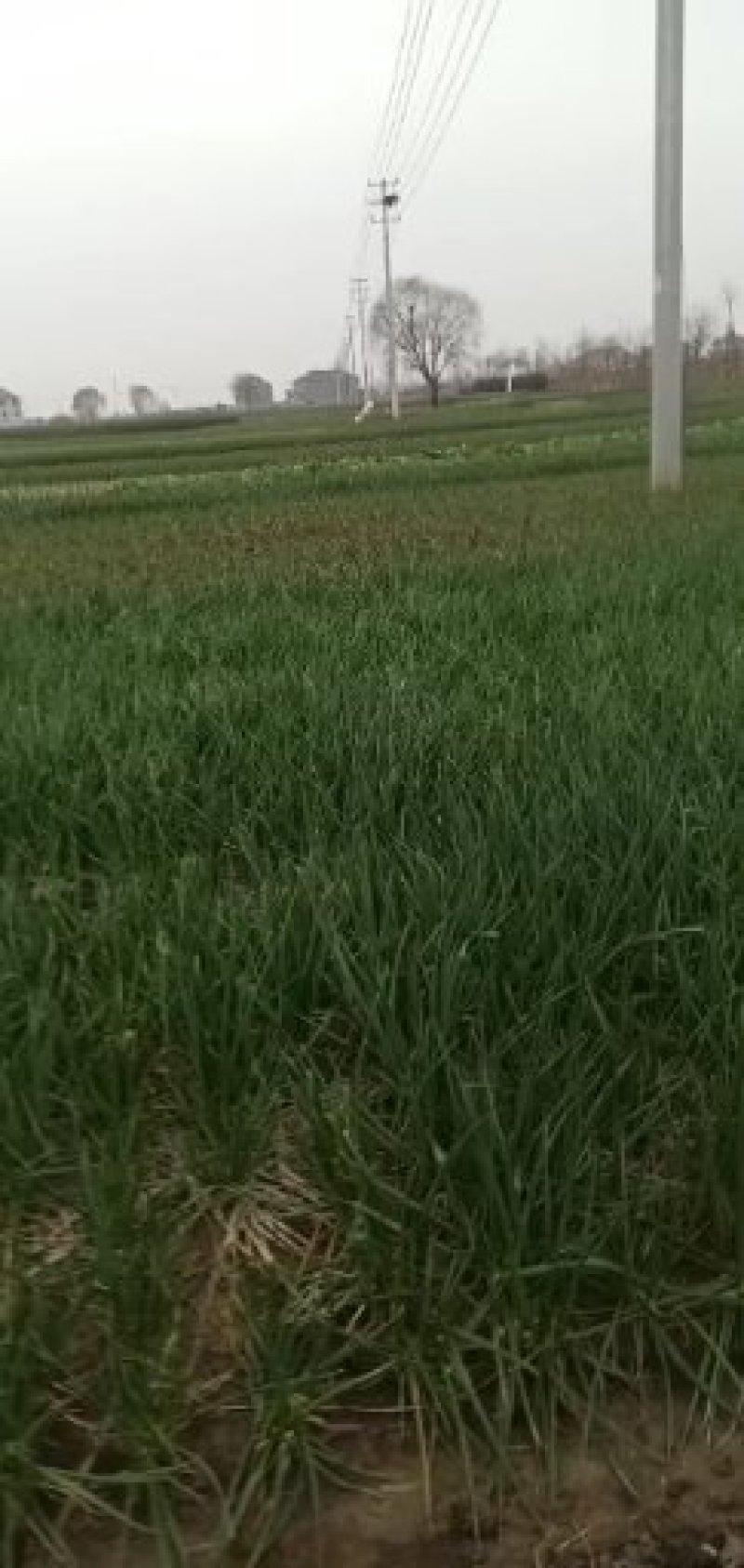 兴化大葱，分葱，香葱，各种时令蔬菜，需要的联系我。