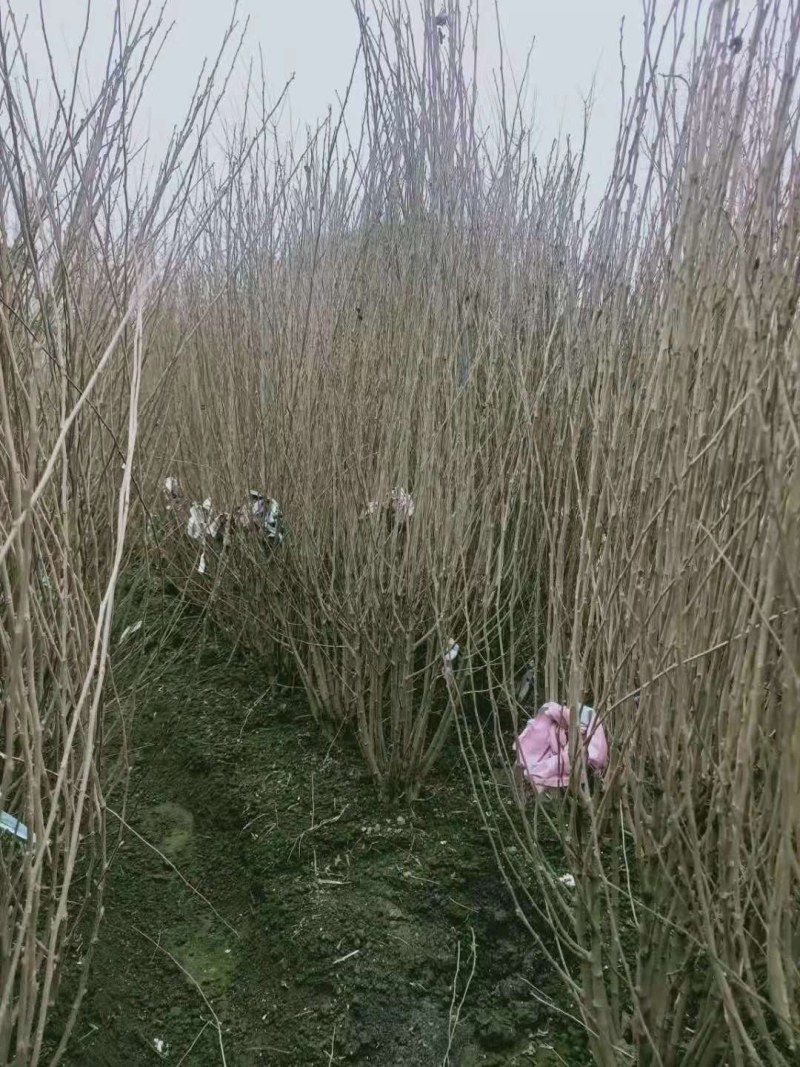 木槿，规格齐全，欢迎选购，货源充足