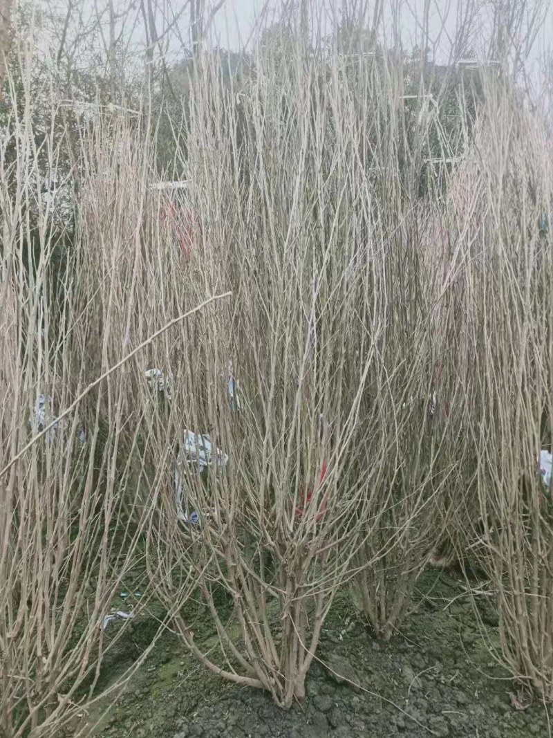 木槿，规格齐全，欢迎选购，货源充足