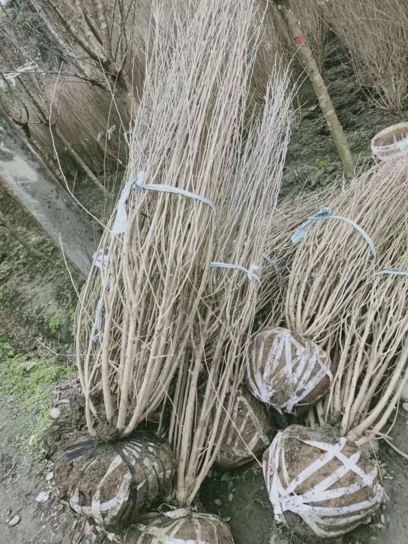 木槿，规格齐全，欢迎选购，货源充足