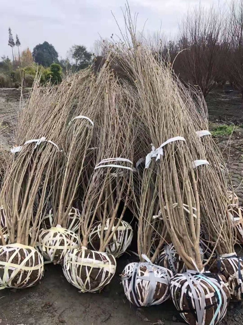 木槿，规格齐全，欢迎选购，货源充足