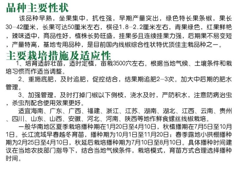 晓富万斤亩特长线椒种子香辣顺直长线椒种子200粒原袋发货