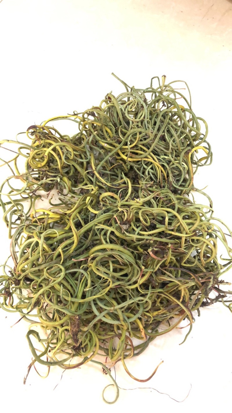 化石草，云南化石草，小叶化石草，颜色绿，干度好，