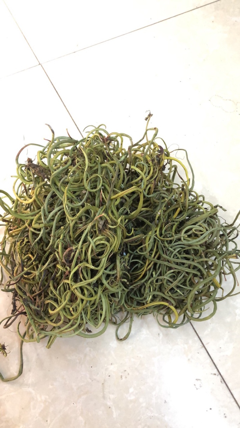 化石草，云南化石草，小叶化石草，颜色绿，干度好，