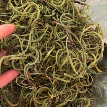 化石草，云南化石草，小叶化石草，颜色绿，干度好，肾精茶