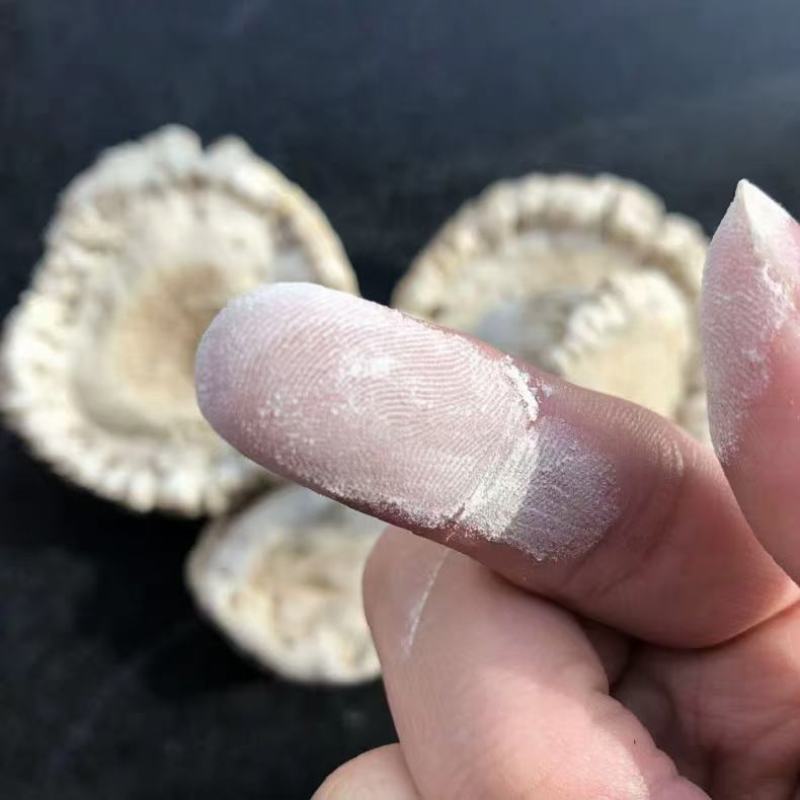 鹿角帽粉东北特产鹿场直销吉林鹿角帽粉正品