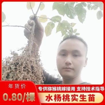 【牛商推荐】水杨桃苗猕猴桃嫁接专用