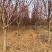 3-15公分紫玉兰，玉兰树，玉兰基地，玉兰小苗