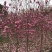 3-15公分紫玉兰，玉兰树，玉兰基地，玉兰小苗
