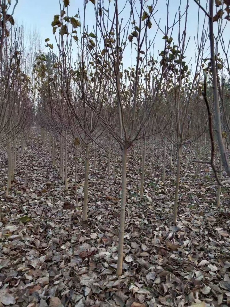 3-15公分紫玉兰，玉兰树，玉兰基地，玉兰小苗
