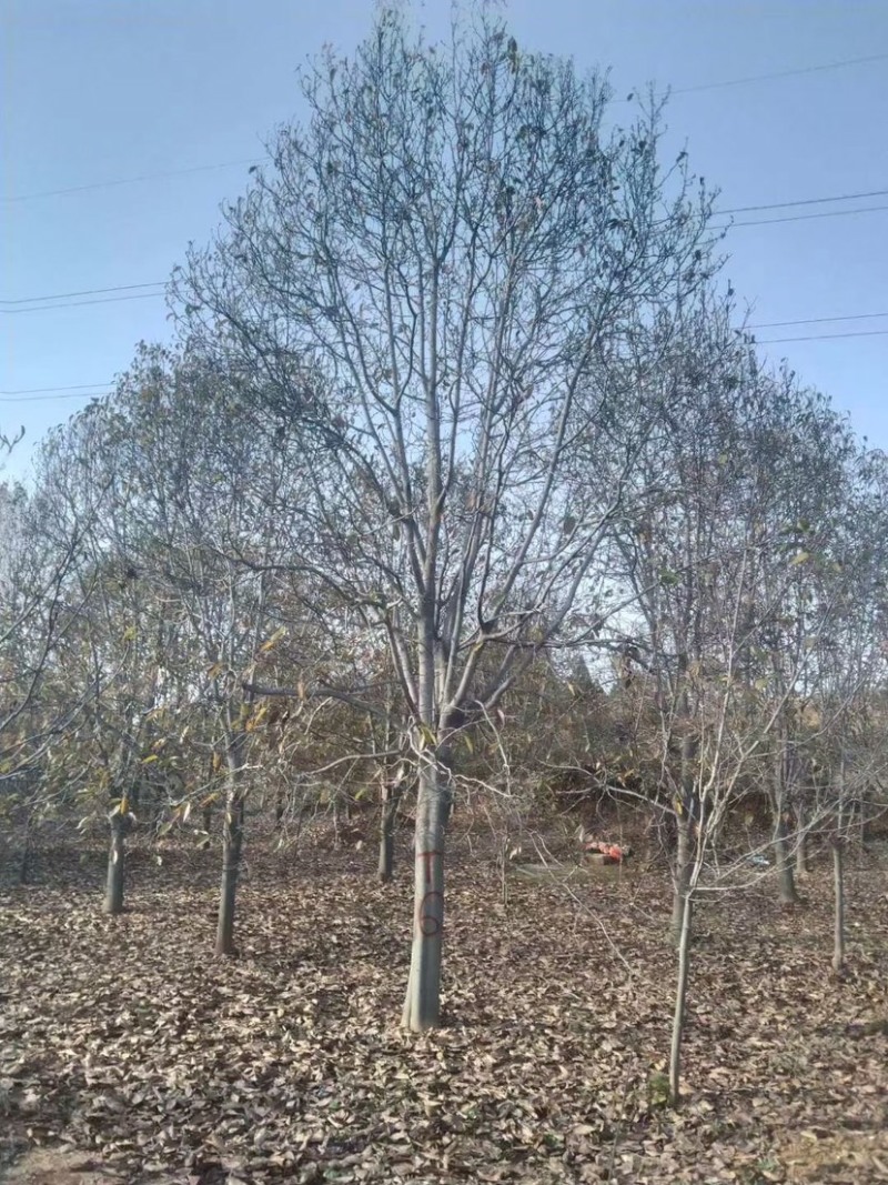 3-15公分紫玉兰，玉兰树，玉兰基地，玉兰小苗