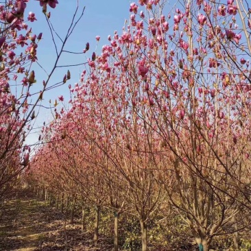 3-15公分紫玉兰，玉兰树，玉兰基地，玉兰小苗