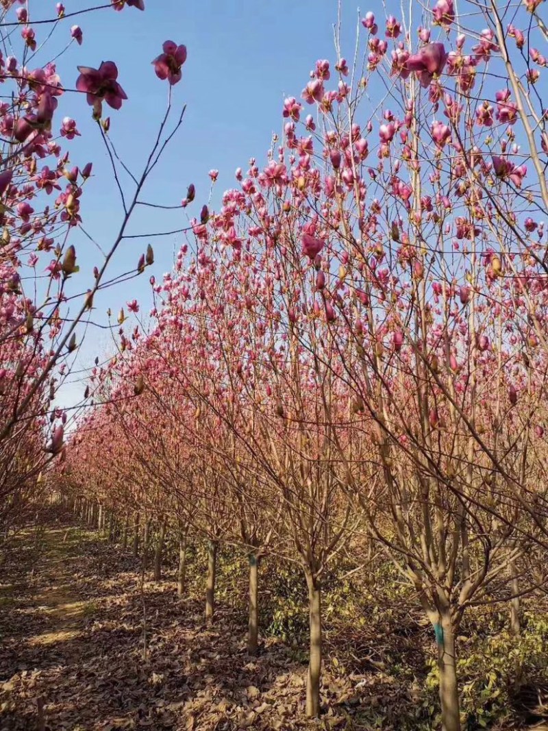 3-15公分紫玉兰，玉兰树，玉兰基地，玉兰小苗