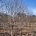3-15公分紫玉兰，玉兰树，玉兰基地，玉兰小苗