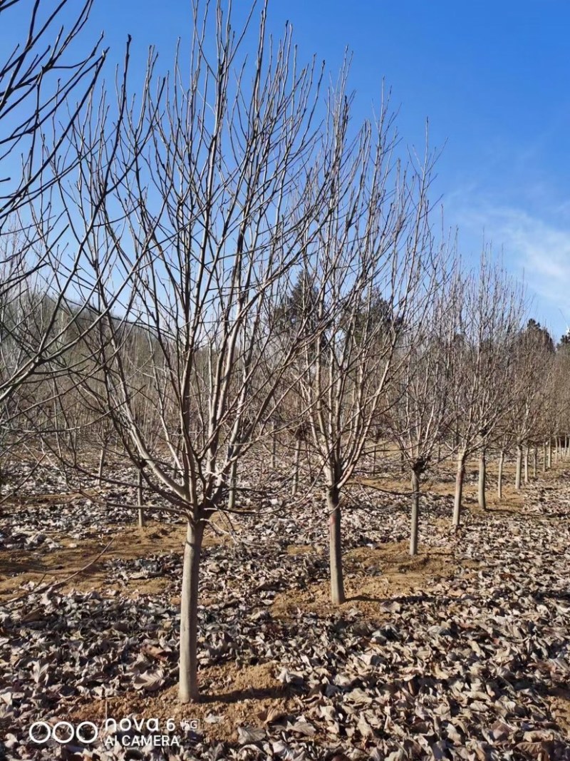 3-15公分紫玉兰，玉兰树，玉兰基地，玉兰小苗