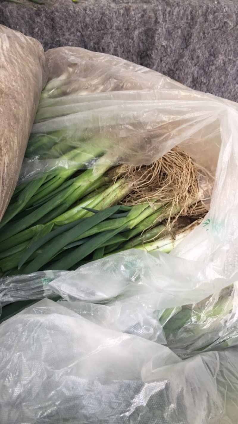 精品蔬菜，有需要的联系！一次合作，终身朋友。