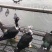 西洋鸭，番鸭，公，9斤