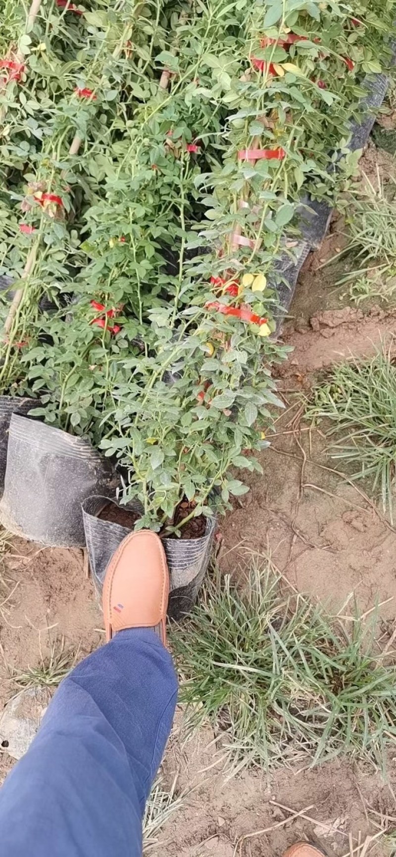 蔷薇，大花蔷薇，蔷薇苗，蔷薇小苗，红花蔷薇，蔷薇种植