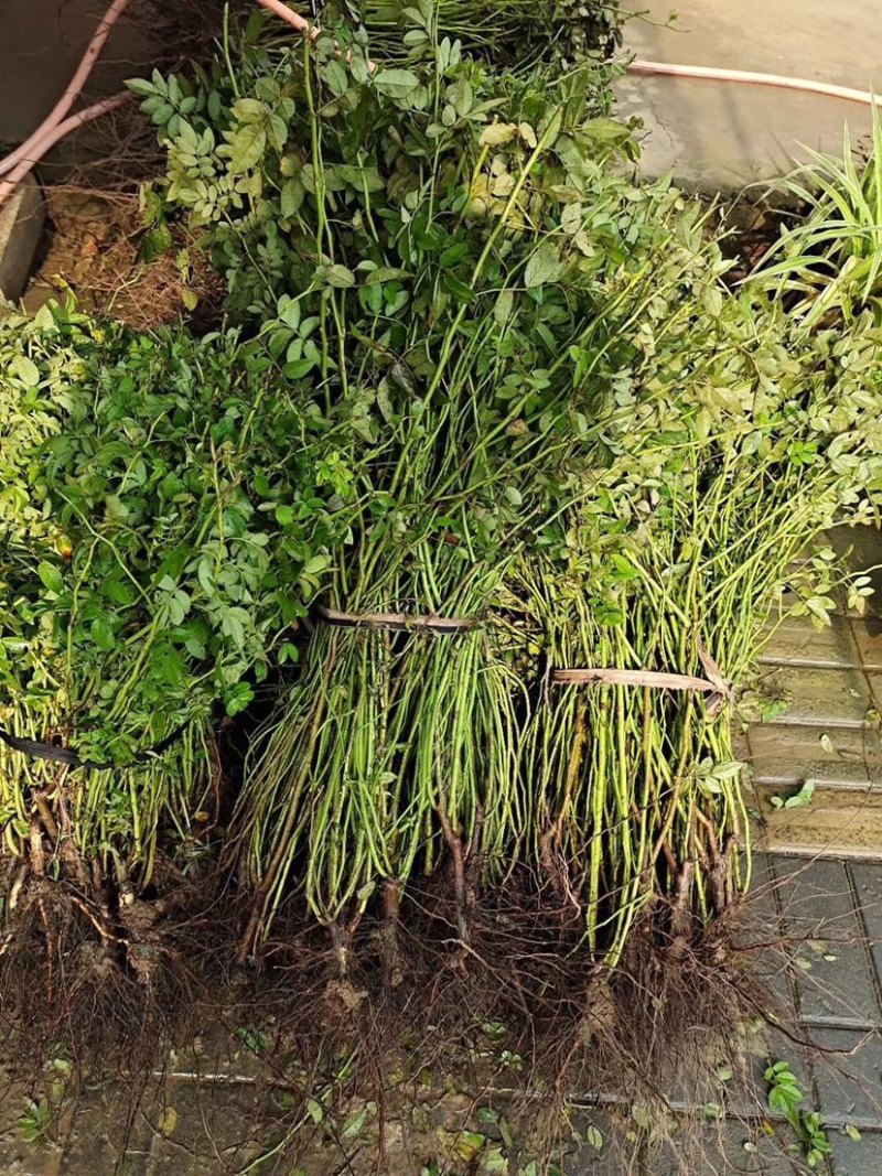 蔷薇，大花蔷薇，蔷薇苗，蔷薇小苗，红花蔷薇，蔷薇种植