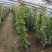 蔷薇，大花蔷薇，蔷薇苗，蔷薇小苗，红花蔷薇，蔷薇种植