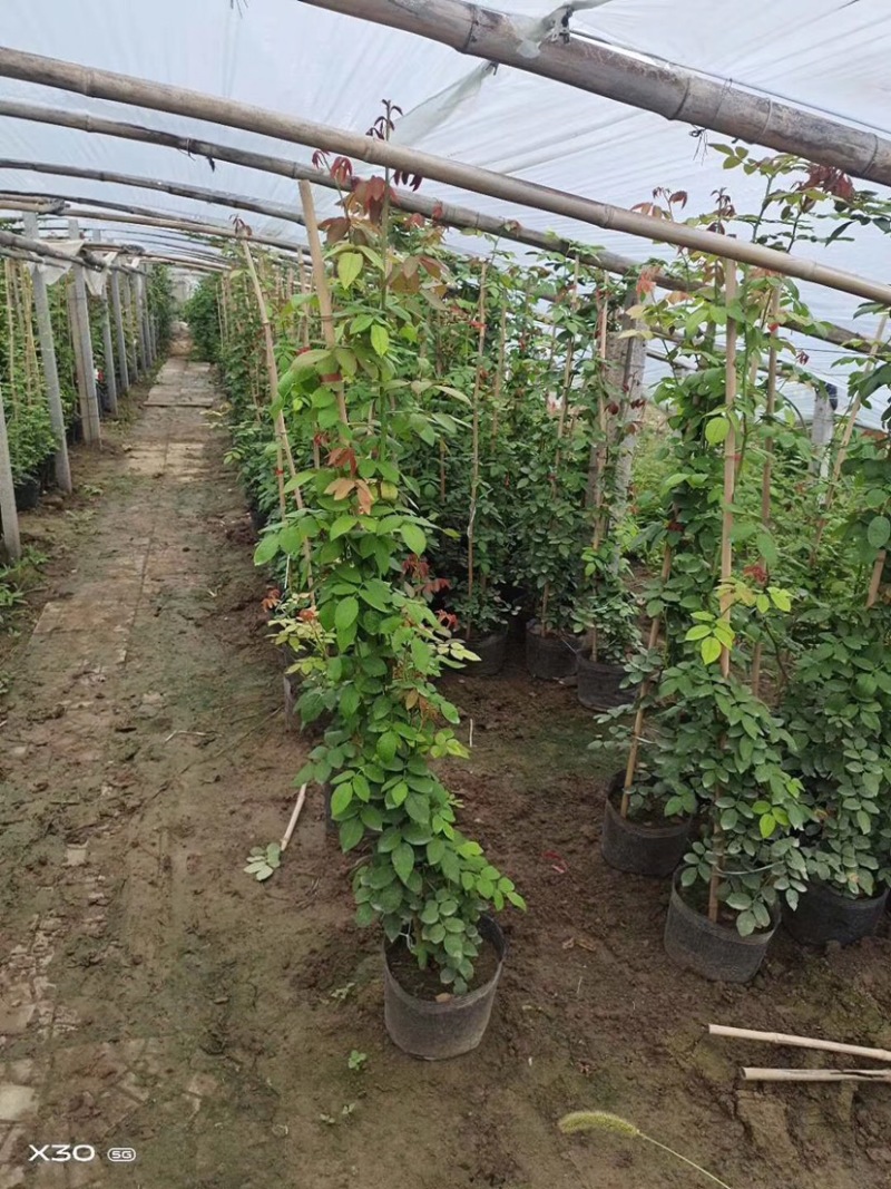 蔷薇，大花蔷薇，蔷薇苗，蔷薇小苗，红花蔷薇，蔷薇种植