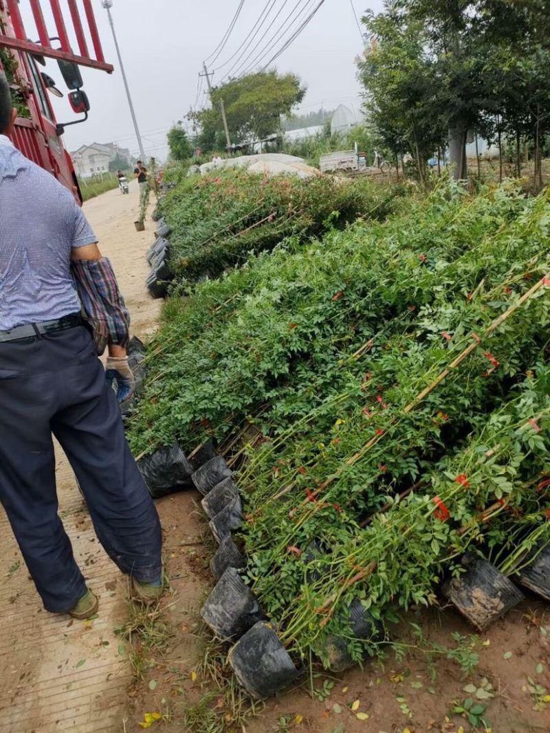 蔷薇，大花蔷薇，蔷薇苗，蔷薇小苗，红花蔷薇，蔷薇种植