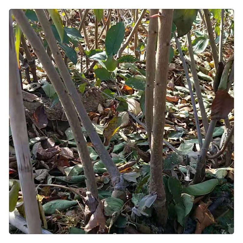 樱桃树苗吉塞拉矮化樱桃苗美早俄八鲁樱三号奇早瑞德等
