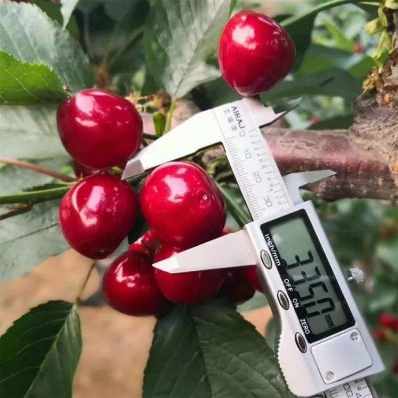 樱桃树苗吉塞拉矮化樱桃苗美早俄八鲁樱三号奇早瑞德等