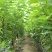 樱桃树苗吉塞拉矮化樱桃苗美早俄八鲁樱三号奇早瑞德等