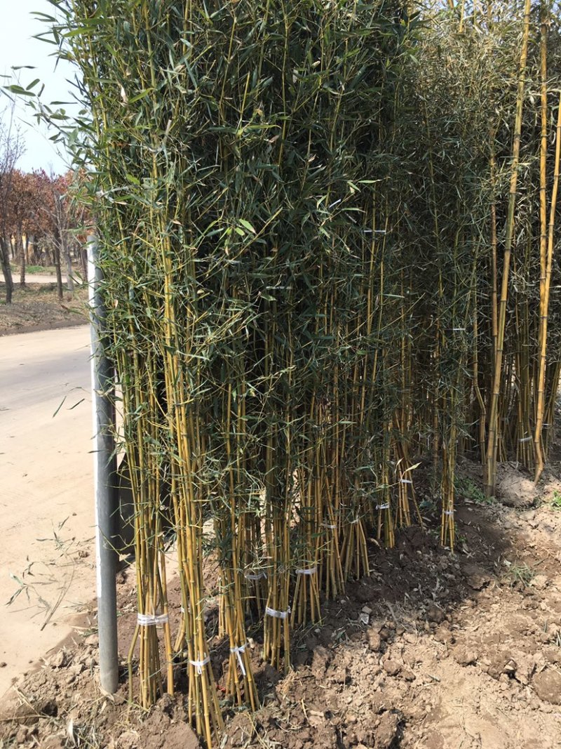 小叶女贞苗，小叶女贞毛球，小叶女贞球，丛生小叶女贞