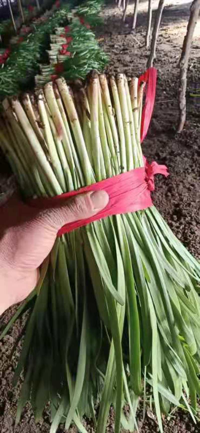 昌黎万亩高质量韭菜基地！小捆活好发全国！关注我接受预定
