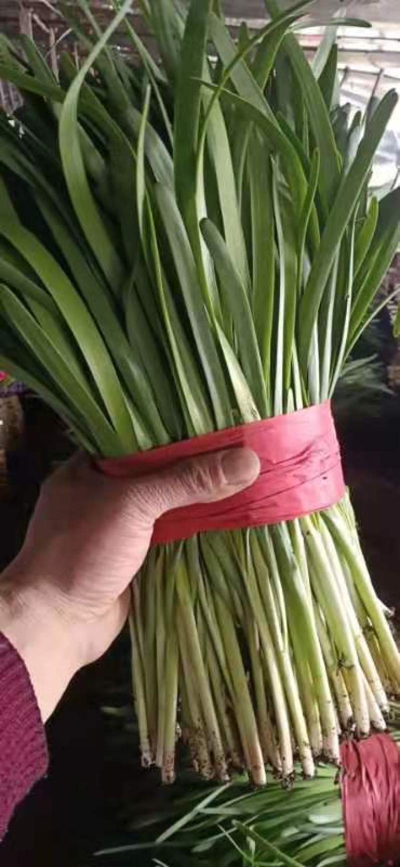 昌黎万亩高质量韭菜基地！小捆活好发全国！关注我接受预定