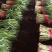 昌黎万亩高质量韭菜基地！小捆活好发全国！关注我接受预定