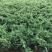 铺地柏，铺地柏小苗，铺地柏工程苗，铺地柏基地