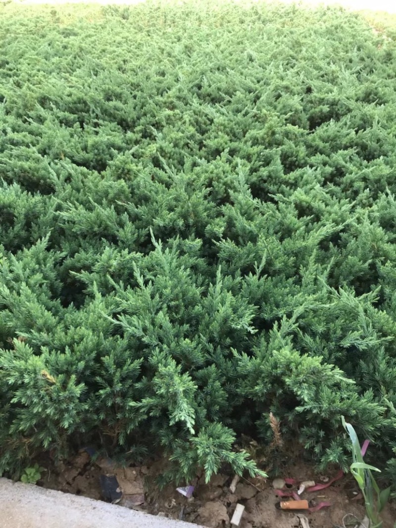 铺地柏，铺地柏小苗，铺地柏工程苗，铺地柏基地