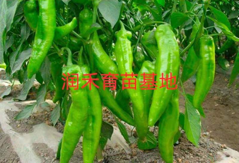 辣椒苗羊角椒苗黄皮羊角椒苗青皮羊角椒苗