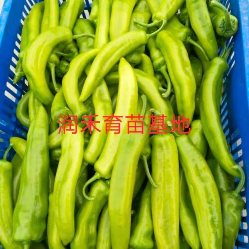 辣椒苗羊角椒苗黄皮羊角椒苗青皮羊角椒苗