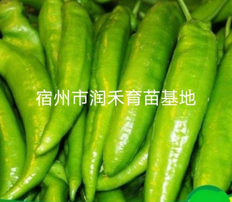 辣椒苗羊角椒苗黄皮羊角椒苗青皮羊角椒苗