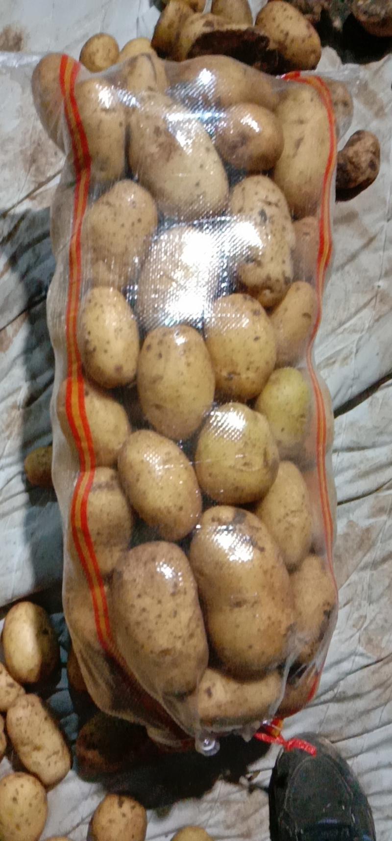 【好货】产地直供精品土豆二二六希森六号v7商品售卖