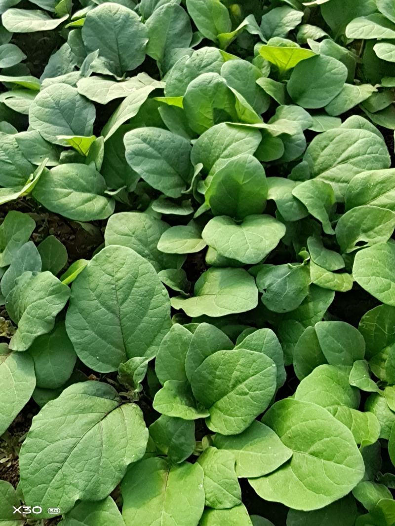 茄子苗，长茄苗，圆茄子苗罐茄苗，线茄子苗杭茄，青茄抗病，