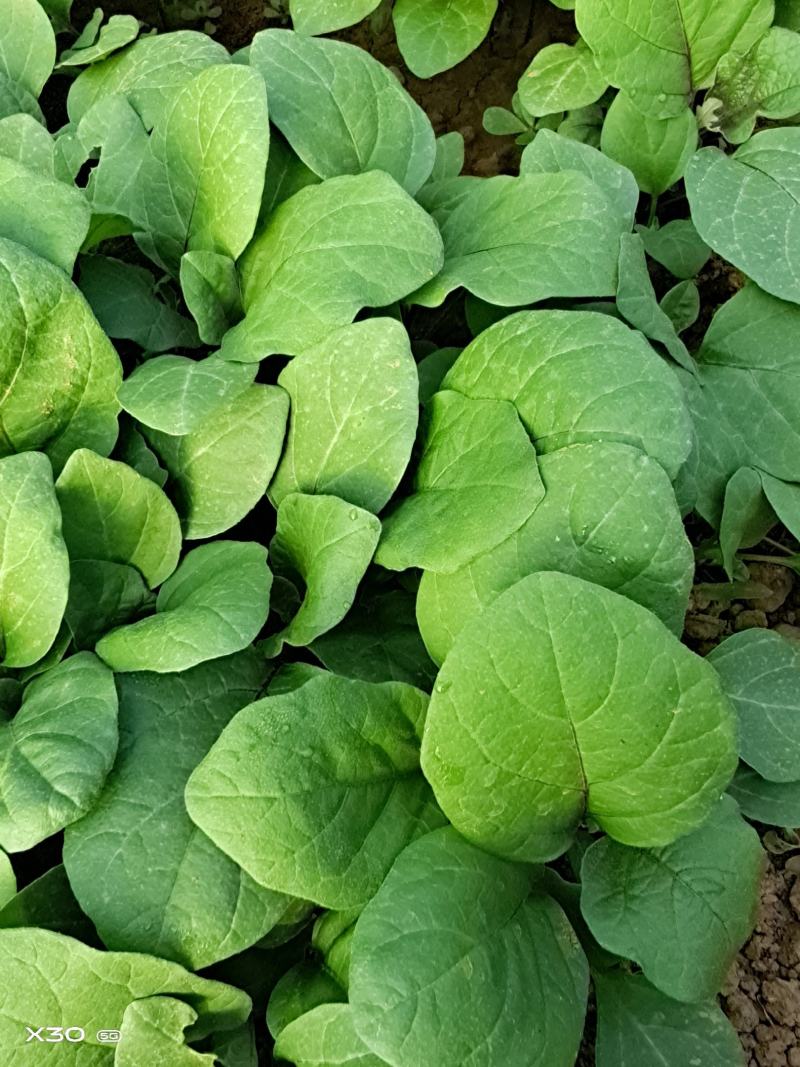 茄子苗，长茄苗，圆茄子苗罐茄苗，线茄子苗杭茄，青茄抗病，